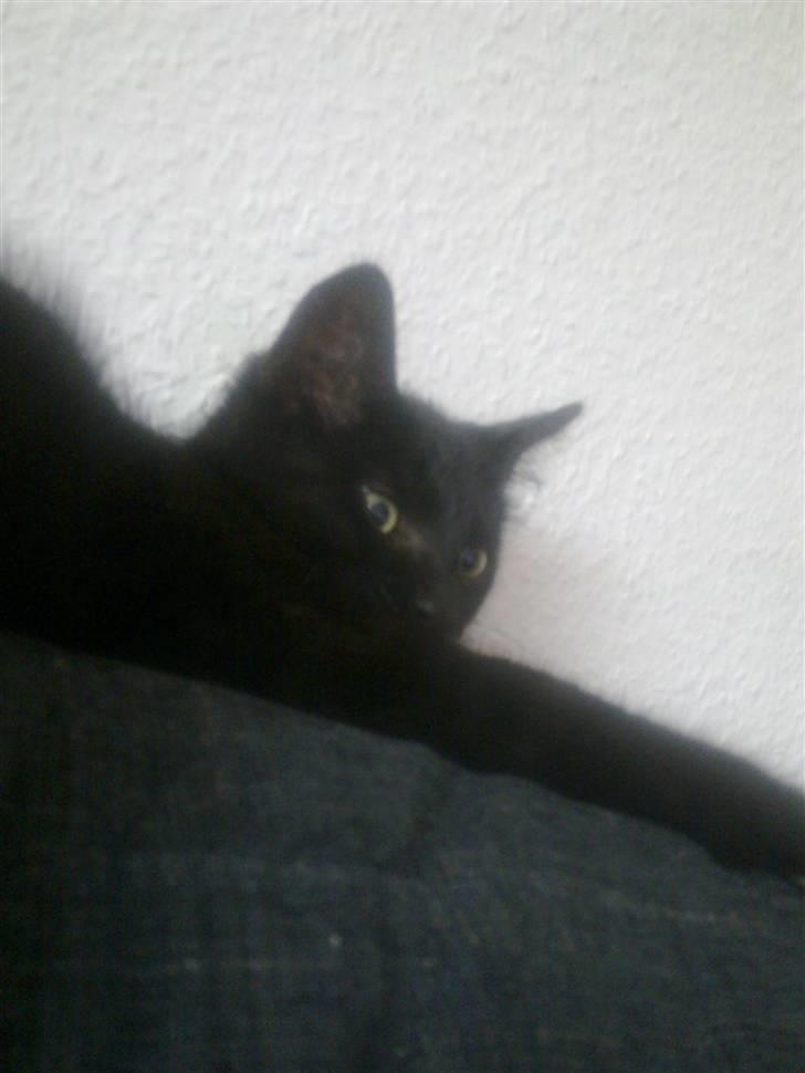 Huskat Manson billede 3