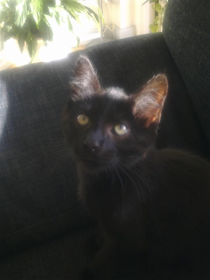 Huskat Manson billede 4