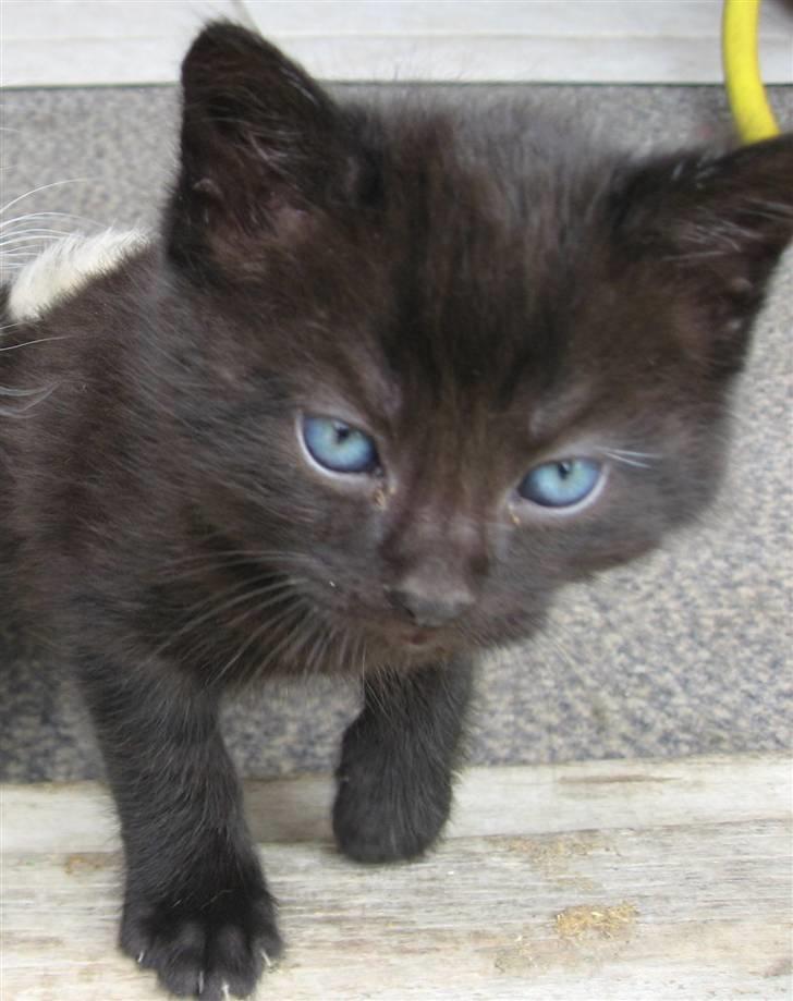 Huskat Manson billede 5