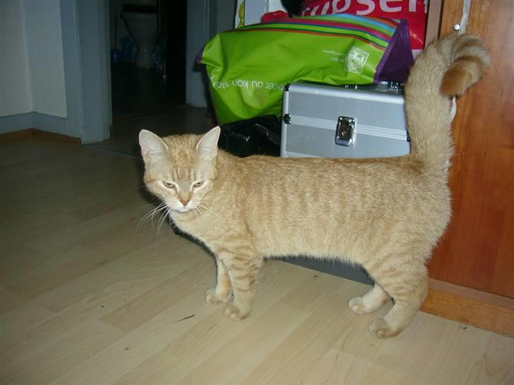 Blanding af racer Tiger billede 18