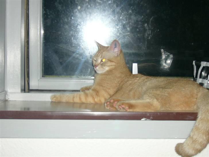 Blanding af racer Tiger billede 19