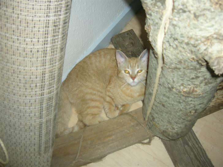 Blanding af racer Tiger billede 20