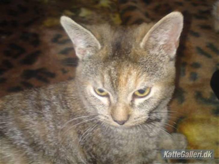 Blanding af racer Miv <3 billede 15