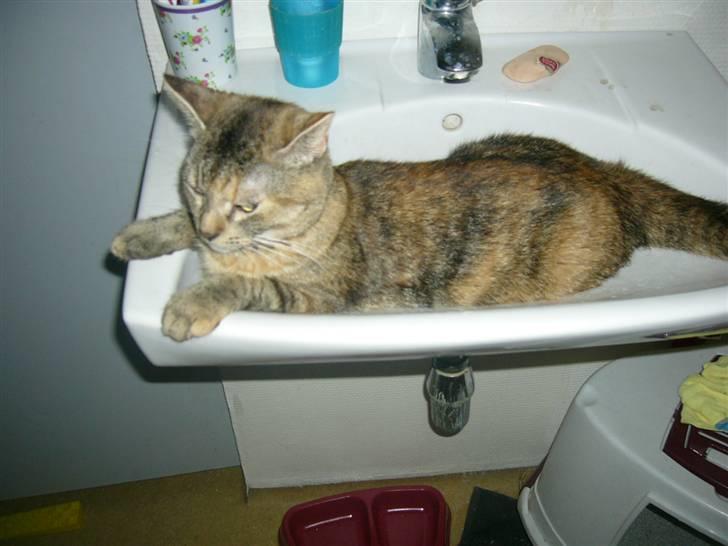 Blanding af racer Miv <3 billede 16