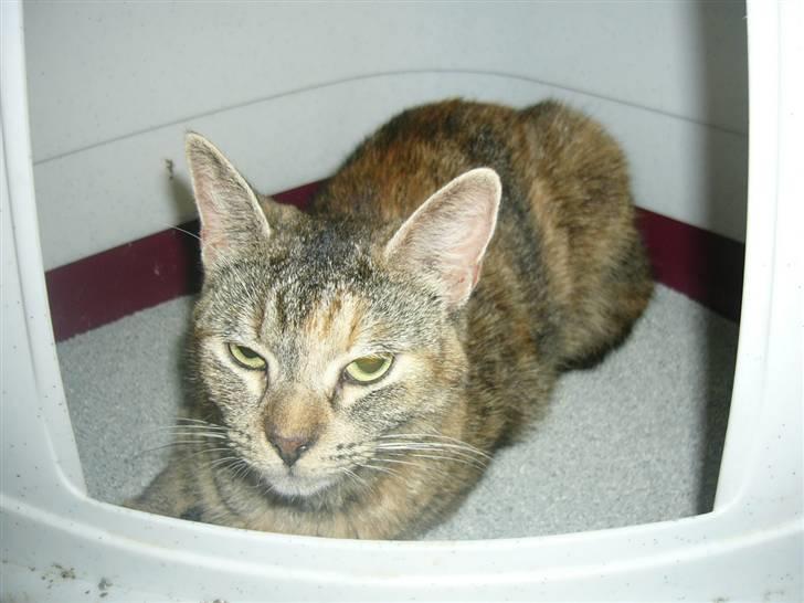 Blanding af racer Miv <3 billede 17