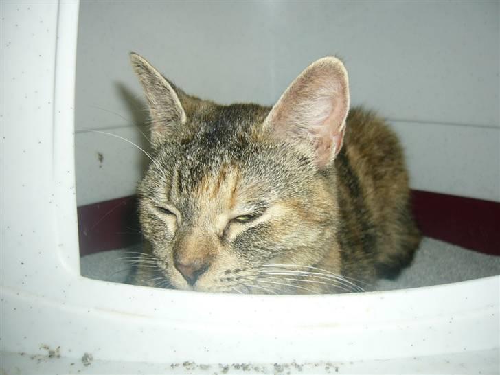 Blanding af racer Miv <3 billede 18