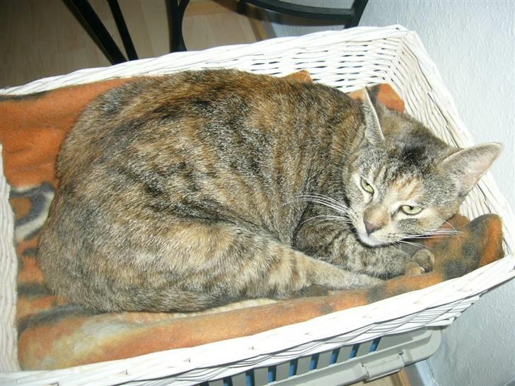 Blanding af racer Miv <3 billede 19