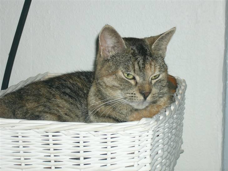 Blanding af racer Miv <3 billede 20