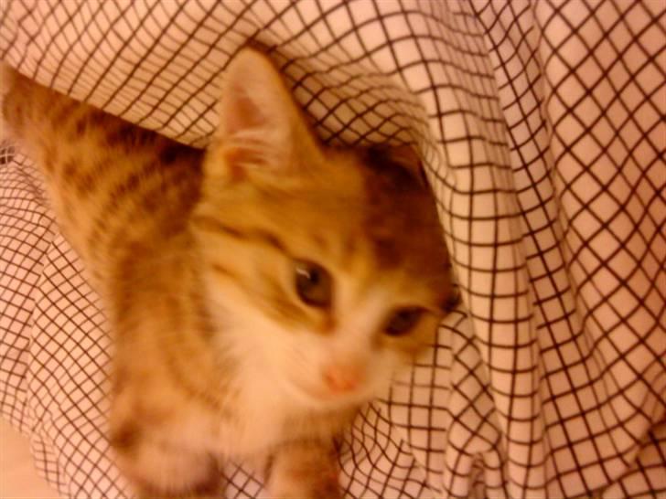 Huskat Ketil billede 6