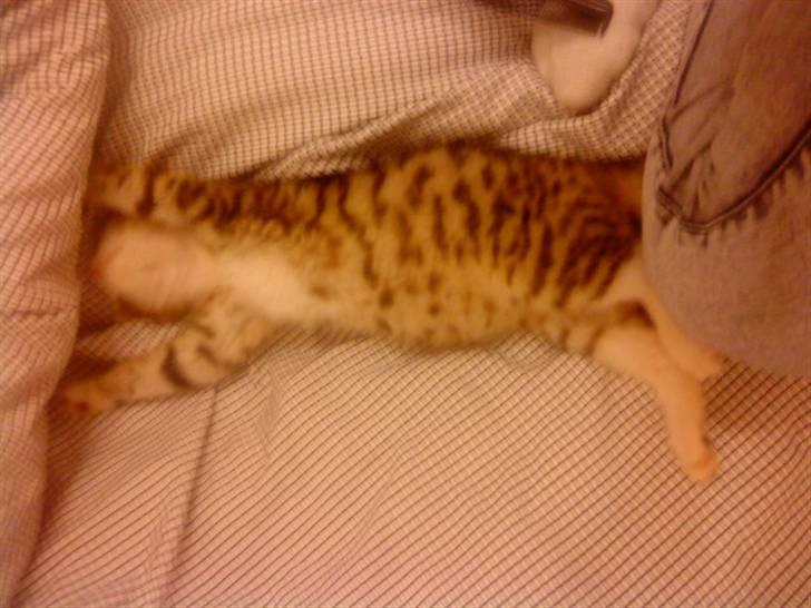 Huskat Ketil billede 7