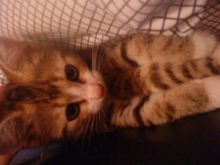 Huskat Ketil billede 8