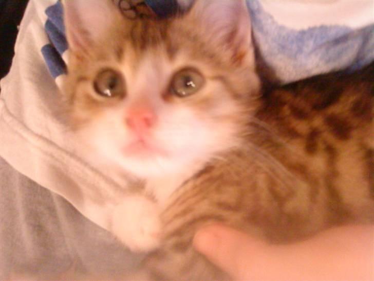 Huskat Ketil billede 9