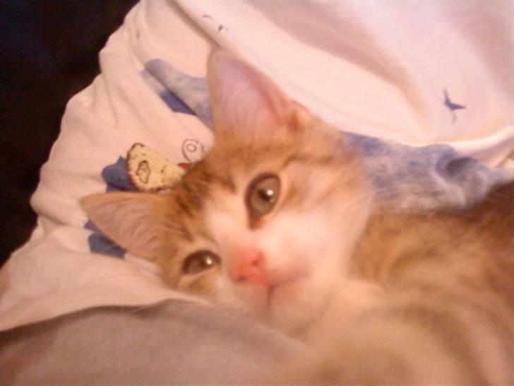 Huskat Ketil billede 10