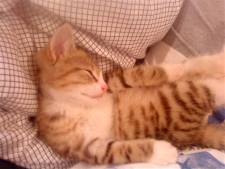 Huskat Ketil billede 11