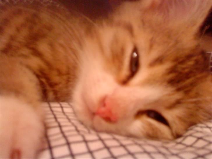 Huskat Ketil billede 12