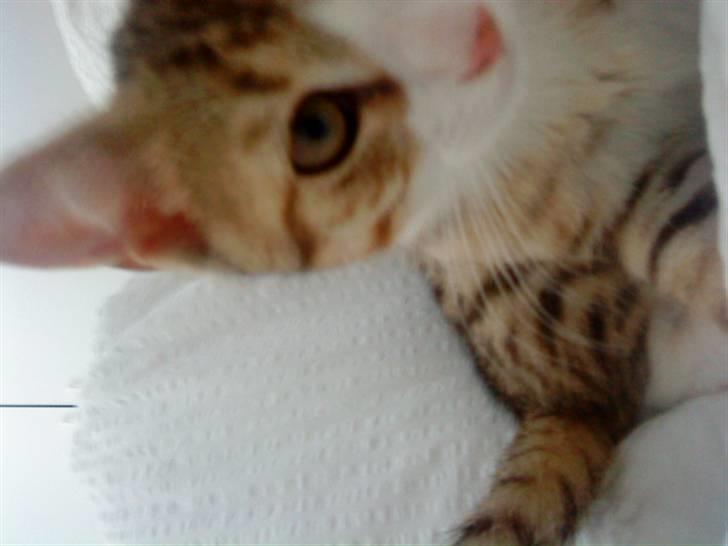 Huskat Ketil billede 14