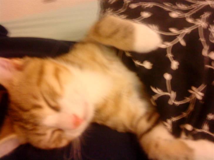 Huskat Ketil billede 15