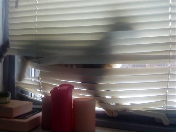 Huskat Ketil billede 16