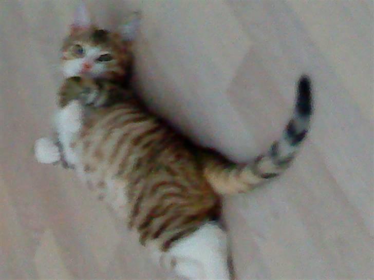 Huskat Ketil billede 17