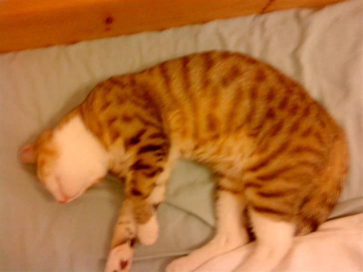 Huskat Ketil billede 18