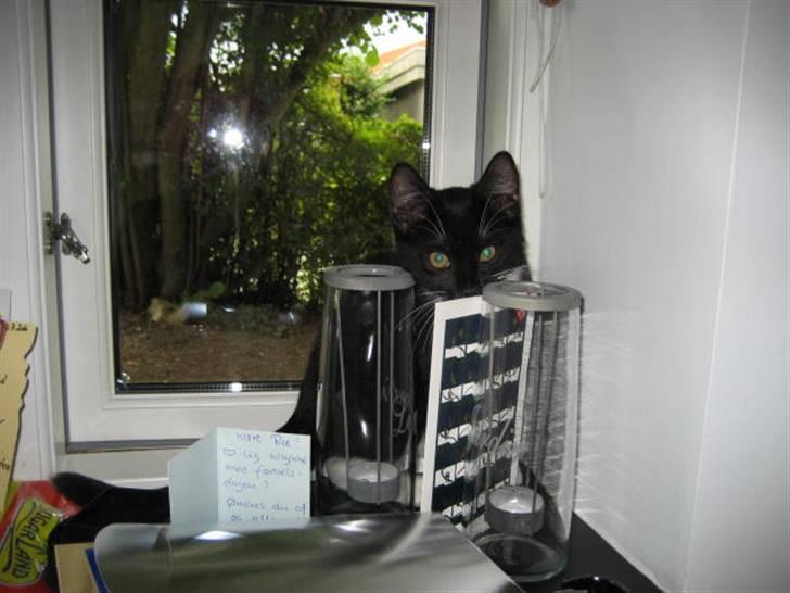 Blanding af racer Magnus billede 17