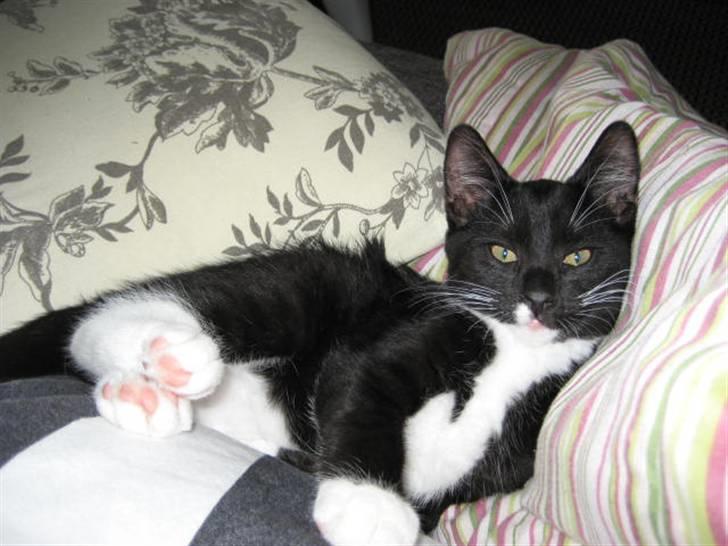 Blanding af racer Magnus billede 18