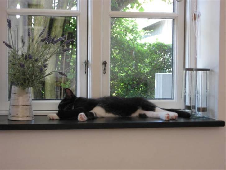 Blanding af racer Magnus billede 19