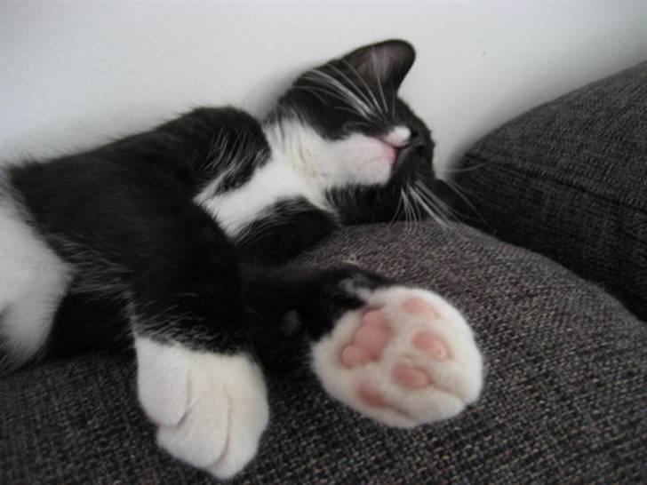 Blanding af racer Magnus billede 20