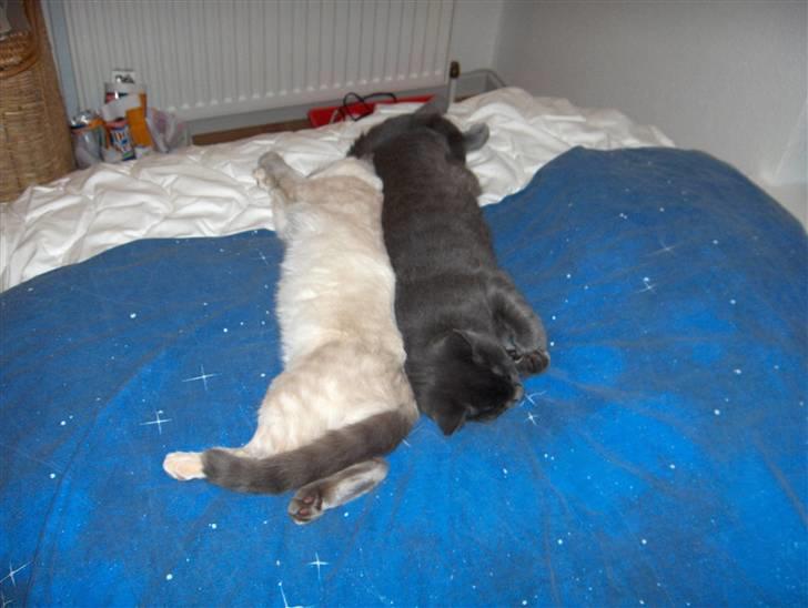 Blanding af racer Sjuske  - † 24/11.2010 † - På langs, side om side. billede 19