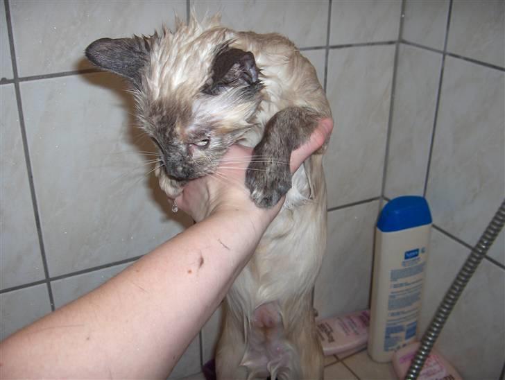 Blanding af racer Sjuske  - † 24/11.2010 † - Mor alså.... Jeg kan godt vaske mig selv. Jeg gider ikke i bad. billede 20