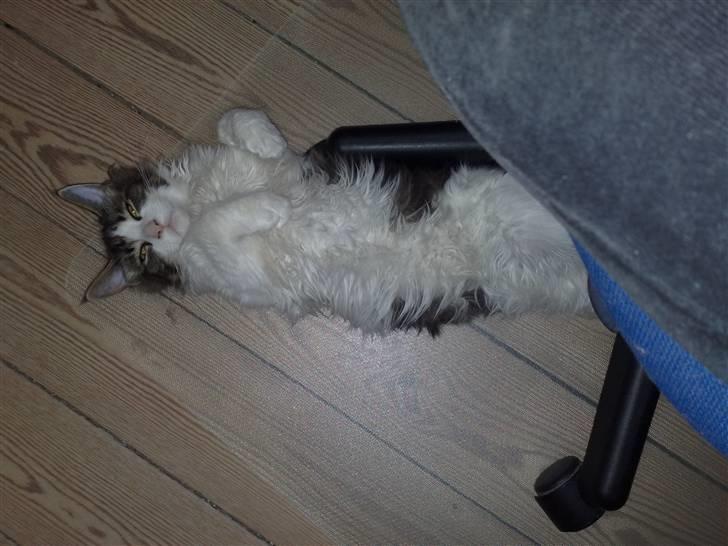 Maine Coon DK Vingsteds Firefly  billede 13