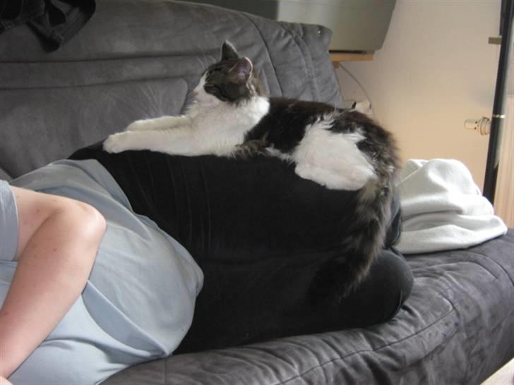 Maine Coon DK Vingsteds Firefly  billede 14