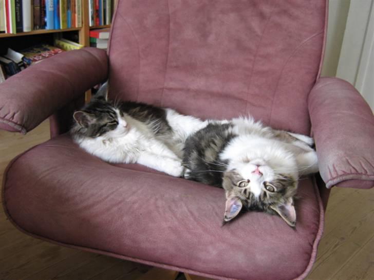 Maine Coon DK Vingsteds DÁngelo billede 12