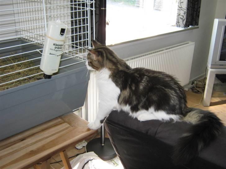 Maine Coon DK Vingsteds DÁngelo billede 13