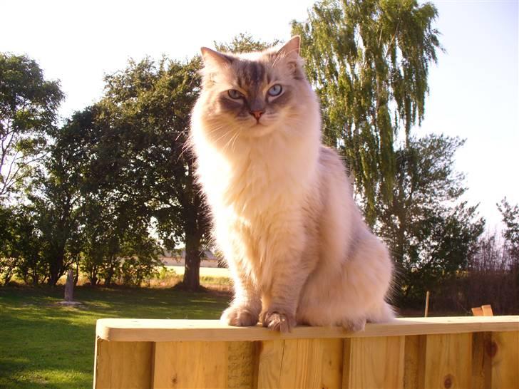 Ragdoll DK Wrensted Garcon Dolly - Mikro i haven billede 1