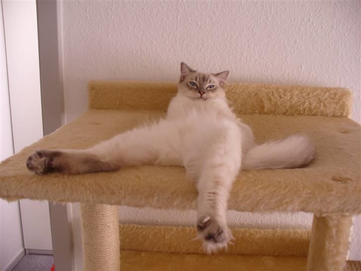 Ragdoll DK Wrensted Garcon Dolly - Ja, sådan flasher man sig ;o) billede 2