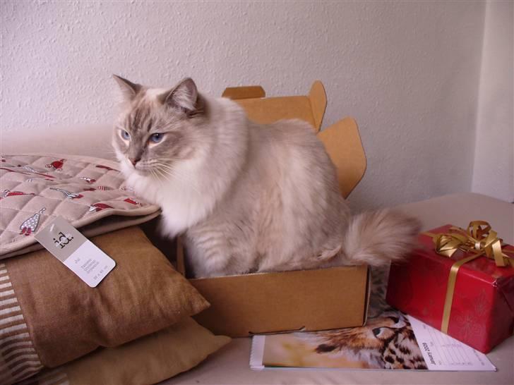 Ragdoll DK Wrensted Garcon Dolly - Og ja, selvfølgelig passer en 5 kg.´s kat ned i alle kasser ;o) billede 3