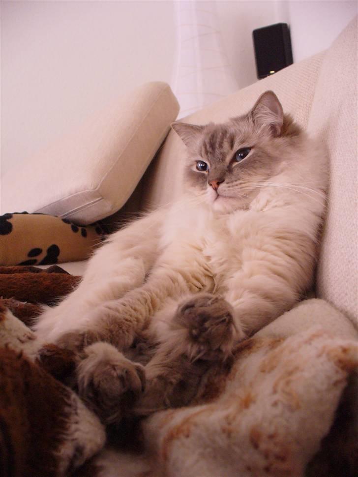 Ragdoll DK Wrensted Garcon Dolly - Putte i sofaen billede 4