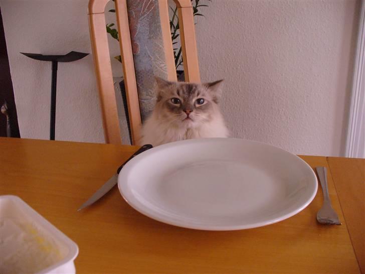 Ragdoll DK Wrensted Garcon Dolly - Rageduller kan også godt lide pandekager med is og friske jordbær ;o) billede 5