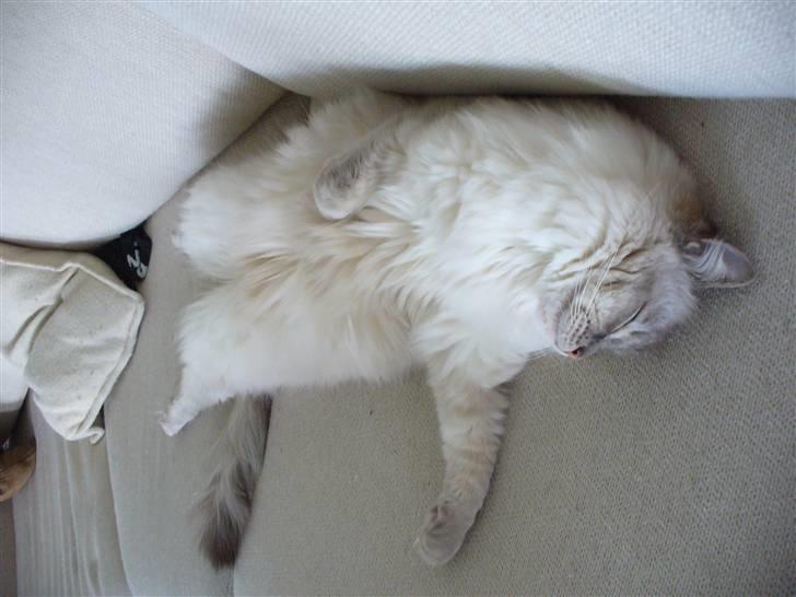 Ragdoll DK Wrensted Garcon Dolly - At sove i sofaen ;o) billede 6