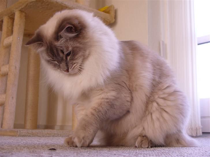 Ragdoll DK Wrensted Garcon Dolly - Det store rovdyr ;o) billede 7