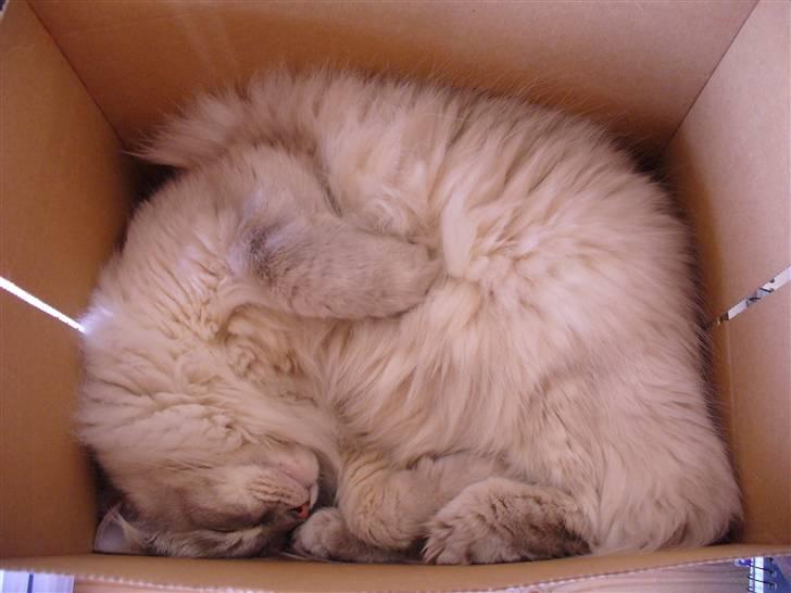 Ragdoll DK Wrensted Garcon Dolly - Alle kasser er vidunderlige at sove i ;o) billede 8