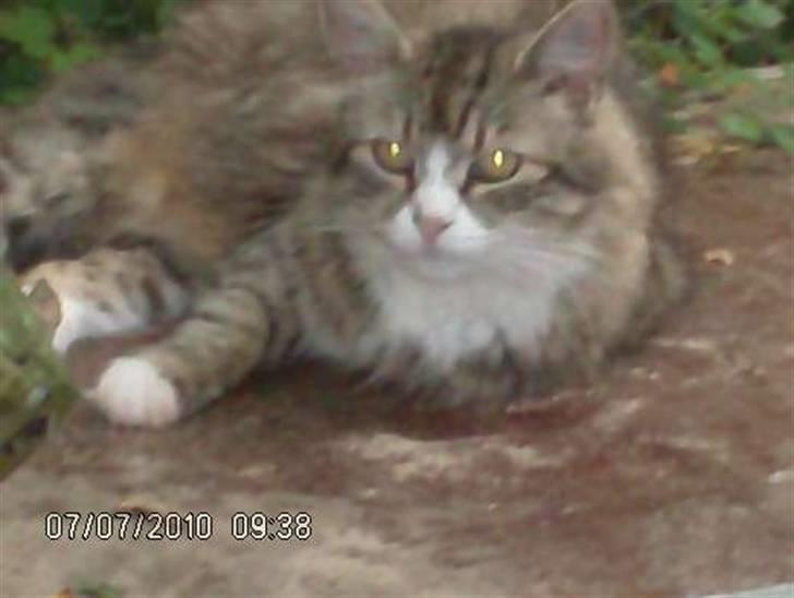 Blanding af racer malli R.I.P billede 7