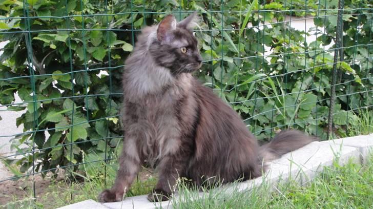 Maine Coon Wilma billede 1