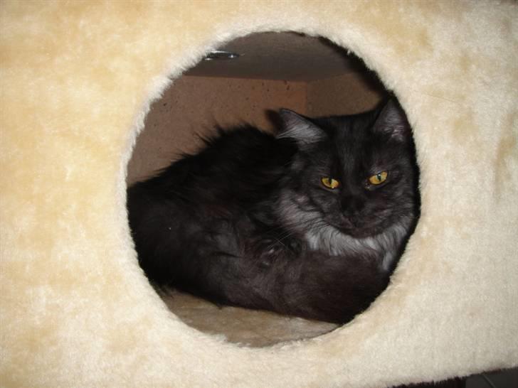 Maine Coon Wilma billede 2