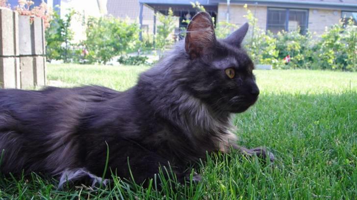 Maine Coon Wilma billede 3