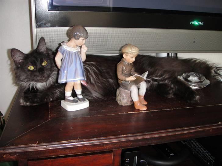 Maine Coon Wilma billede 4