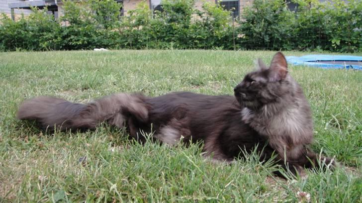 Maine Coon Wilma billede 5