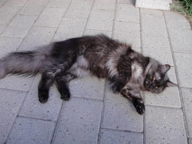 Maine Coon Wilma billede 6