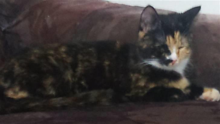 Huskat Cuba billede 1